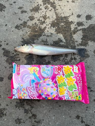 シロギスの釣果