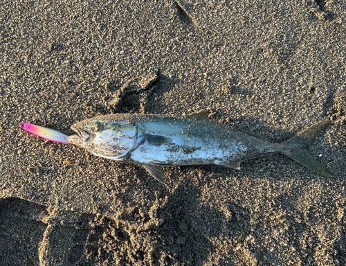 ツバスの釣果