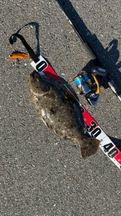 ヒラメの釣果