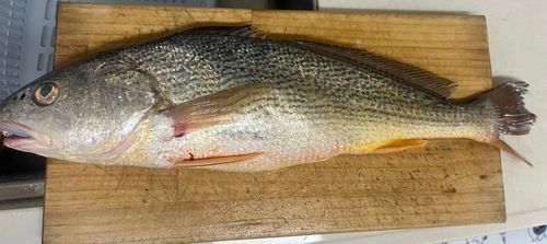 ニベの釣果