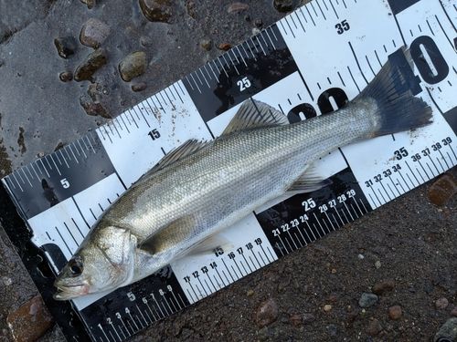 フッコ（マルスズキ）の釣果