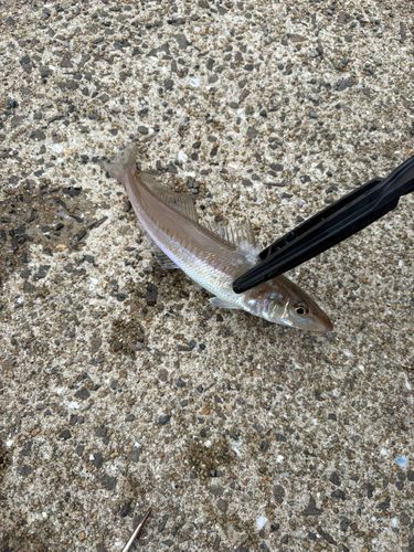 キスの釣果