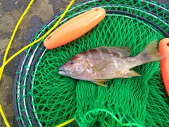 フエダイの釣果