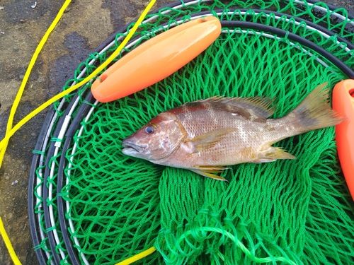 フエダイの釣果