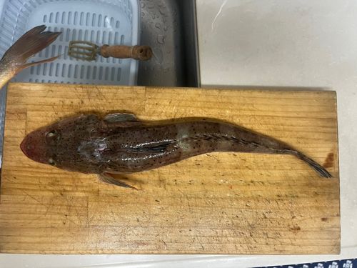 コチの釣果