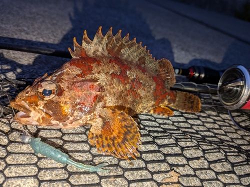 ヨロイメバルの釣果