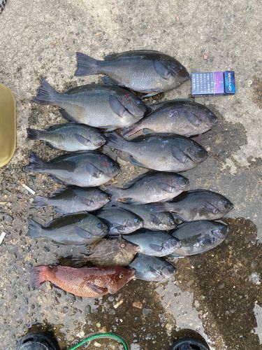 クチブトグレの釣果