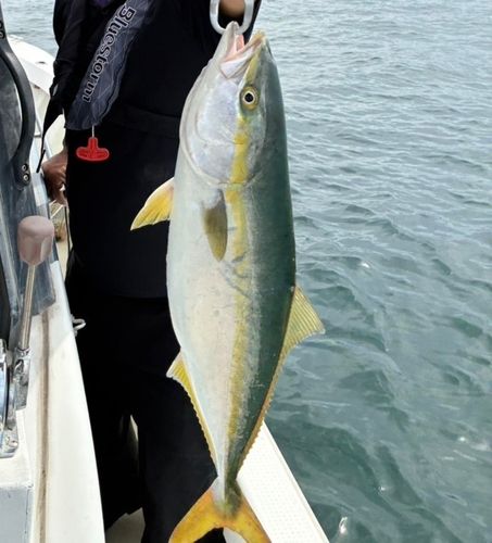 ハマチの釣果