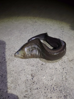 アミメウツボの釣果