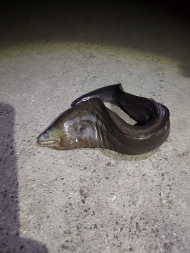 アミメウツボの釣果