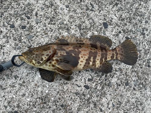 チャイロマルハタの釣果