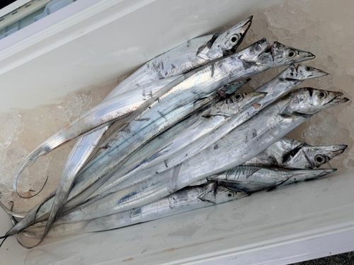 タチウオの釣果