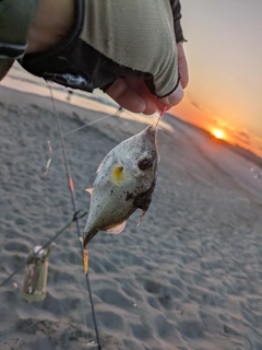 ギマの釣果