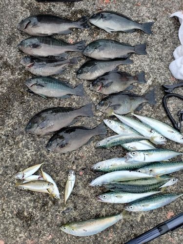 サバの釣果