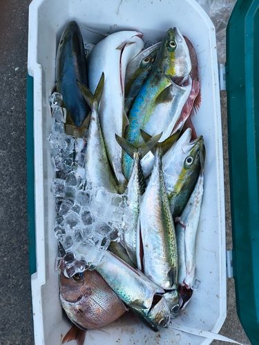 ハマチの釣果