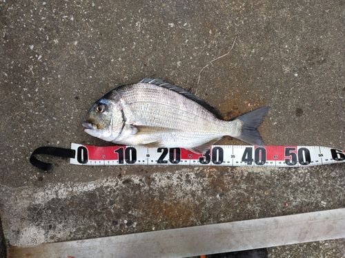 ヘダイの釣果
