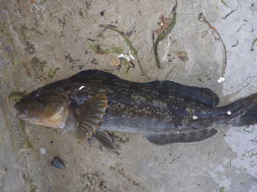 アイナメの釣果