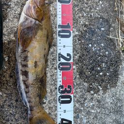 ニワカ釣り師さんの2026年05月10日(日)の釣行(岩手県 - 山田湾
