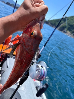 ホウボウの釣果