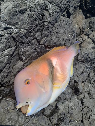 イラの釣果