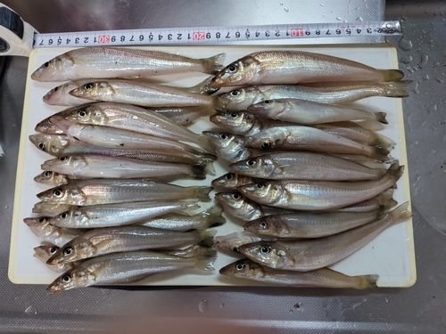 キスの釣果