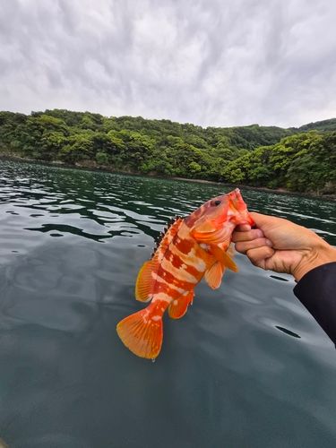 アカハタの釣果