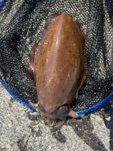 コウイカの釣果