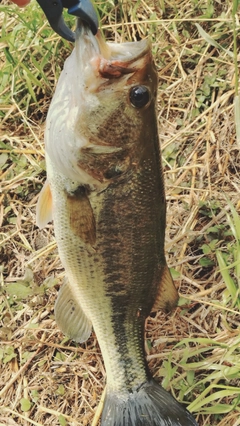 ラージマウスバスの釣果