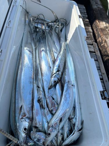 タチウオの釣果