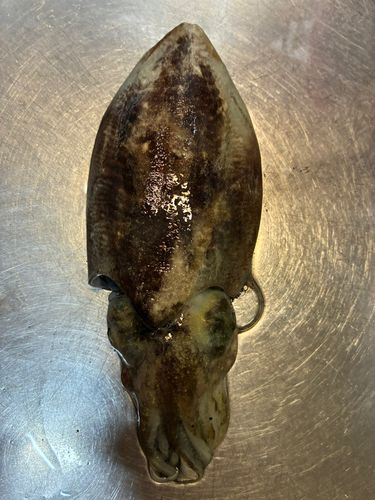 ハリイカの釣果
