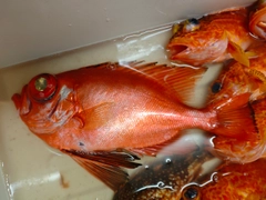チカメキントキの釣果