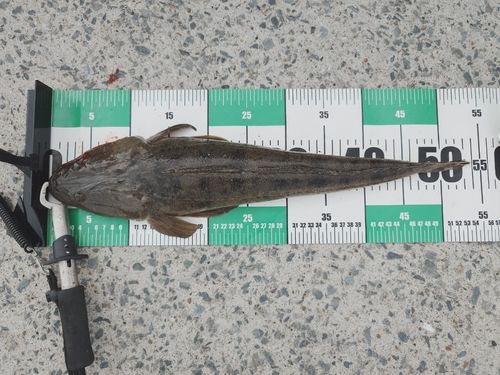 マゴチの釣果
