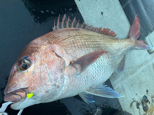 マダイの釣果