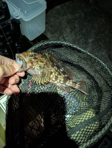 カサゴの釣果