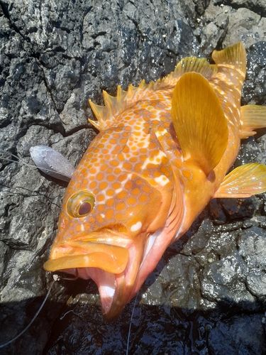 キジハタの釣果