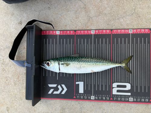 サバの釣果