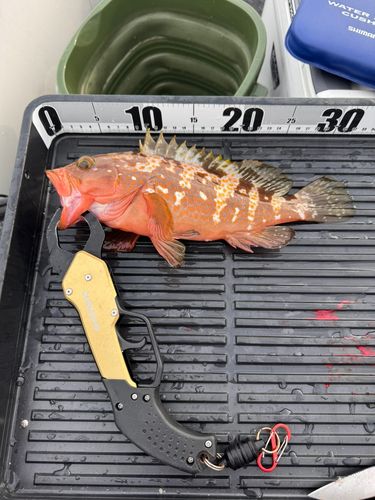 キジハタの釣果