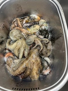 タコの釣果