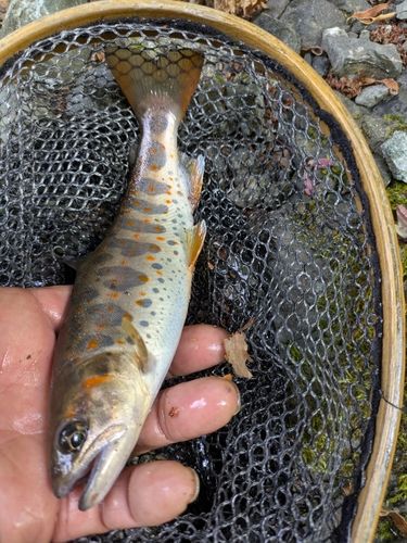 アマゴの釣果