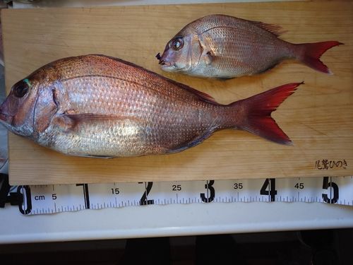 マダイの釣果