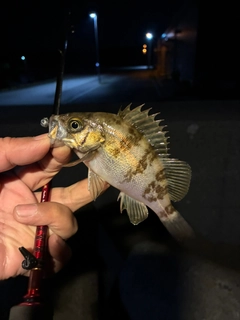 メバルの釣果
