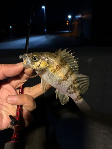 メバルの釣果