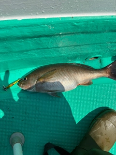 イサキの釣果