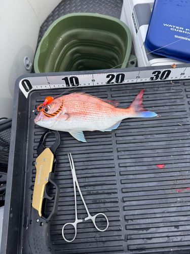 マダイの釣果