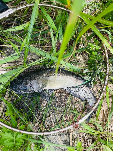 アメリカナマズの釣果