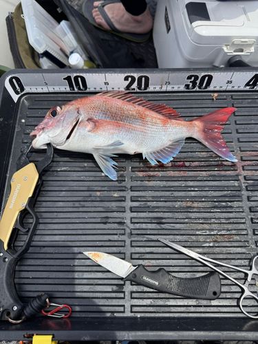 マダイの釣果