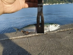 サバの釣果