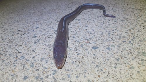 アナゴの釣果