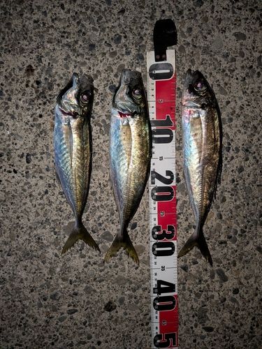 アジの釣果