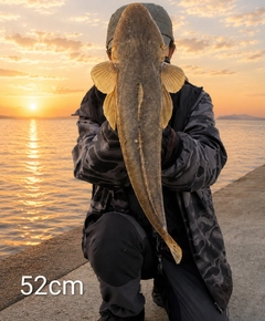 マゴチの釣果